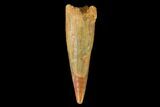 Fossil Pterosaur (Siroccopteryx) Tooth - Morocco #159102-1